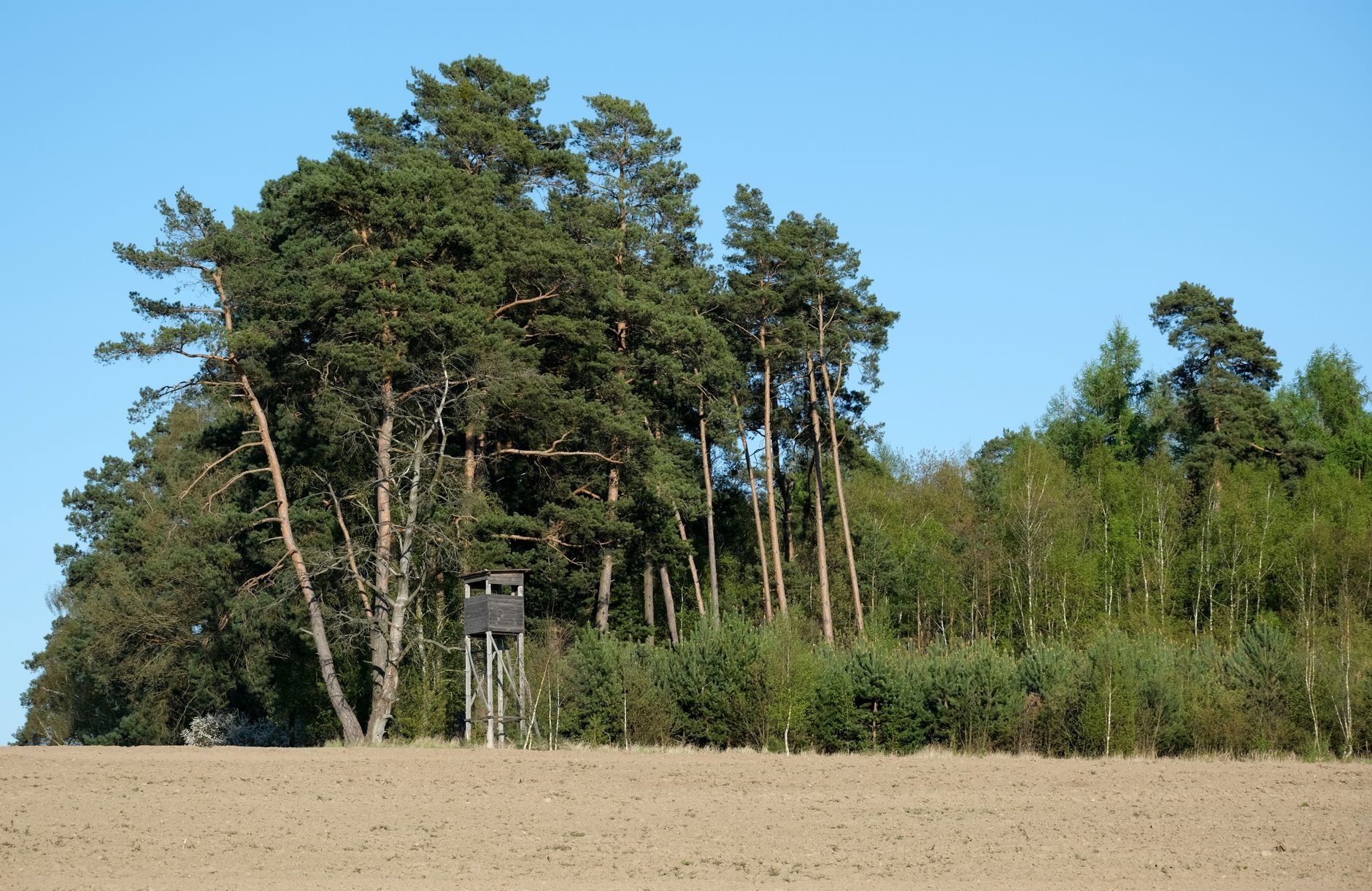 A wooden watchtower stands at the forest edge on a sunny day with clear blue skies.
