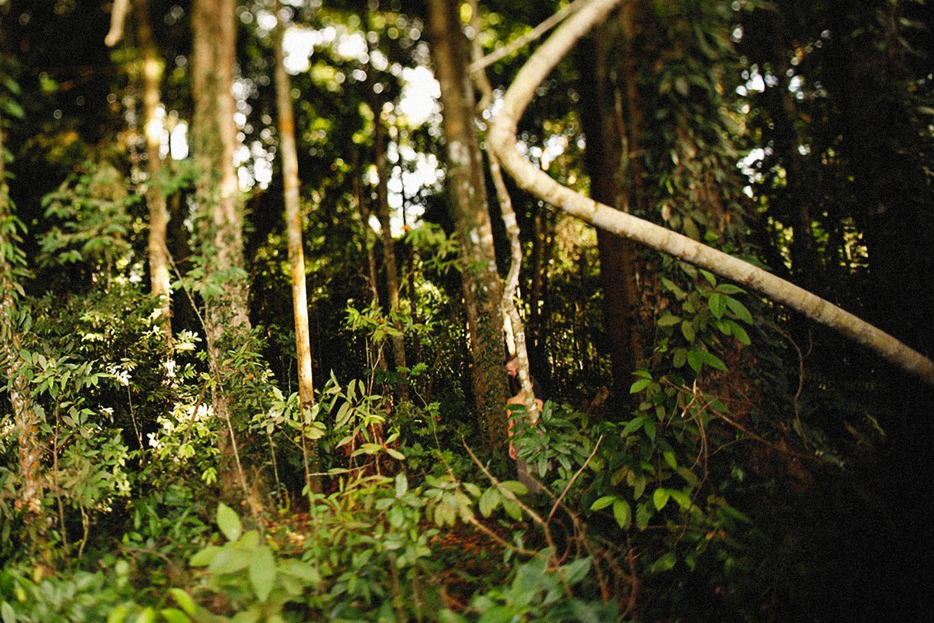 Capture of a dense tropical forest with lush green foliage and towering trees.