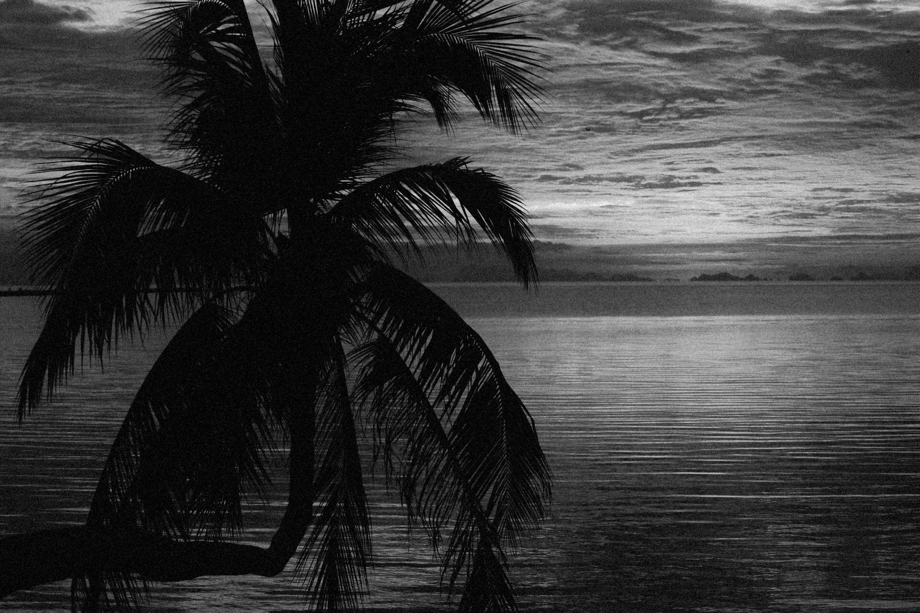 Captivating monochrome silhouette of a palm tree against a calming ocean horizon.